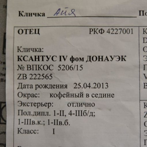 продается щенок дратхаара 2021 год оренбургская область